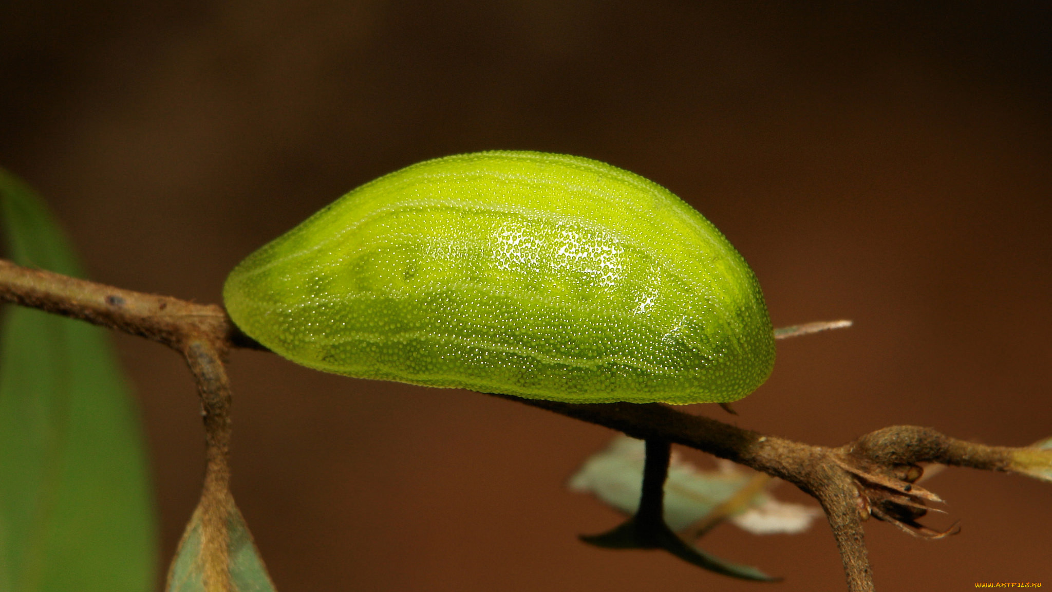, , , , , , , itchydogimages